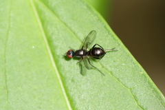 Nemopoda