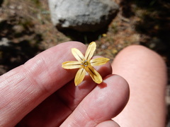 Triteleia ixioides
