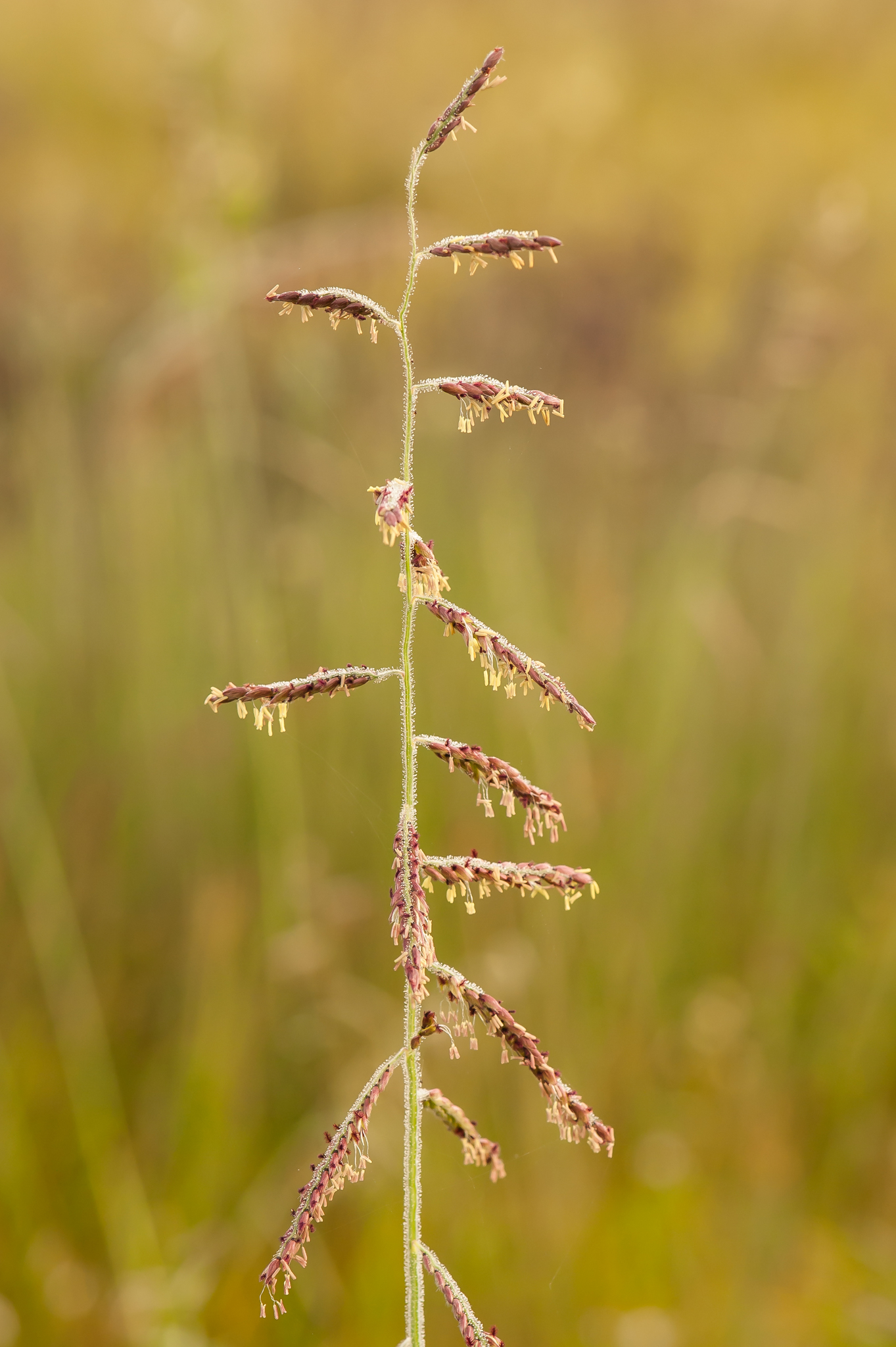 Eriochloa michauxii
