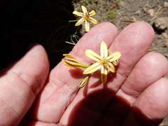 Triteleia ixioides