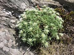 Paronychia argyrocoma