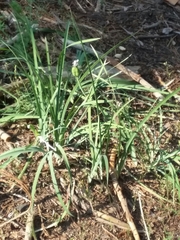 Iris missouriensis