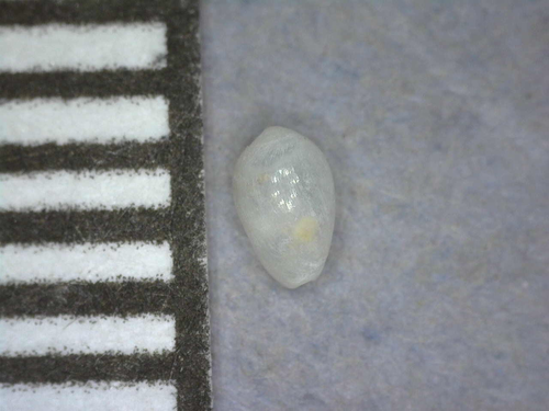 Cystiscus sandwicensis observed 2018-03-14