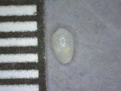 Cystiscus sandwicensis