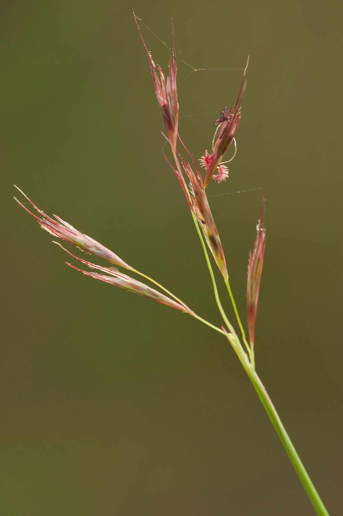 Triplasis americana
