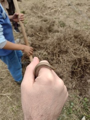 Ophiodes intermedius