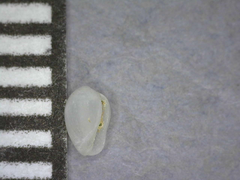 Cystiscus sandwicensis