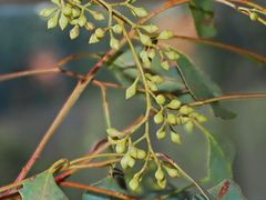 Eucalyptus polyanthemos marginalis