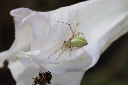 photo of Green Lynx Spiders (Peucetia)