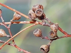 Eucalyptus polyanthemos marginalis