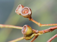 Eucalyptus polyanthemos marginalis