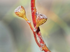 Eucalyptus polyanthemos marginalis
