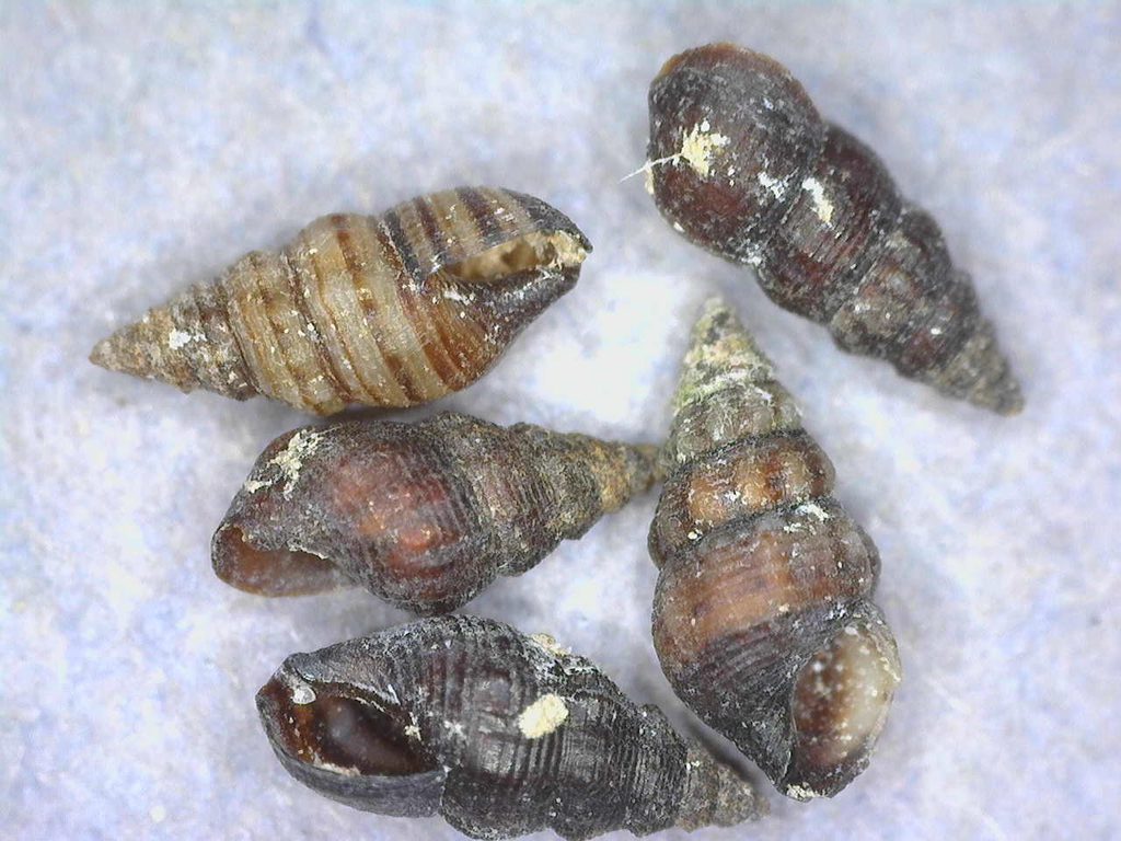 Ittibittium