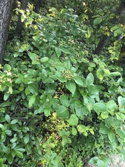 Viburnum cassinoides image