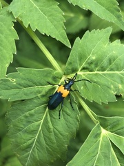 Desmocerus palliatus