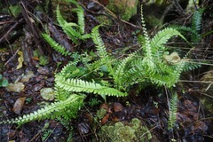 Asplenium normale