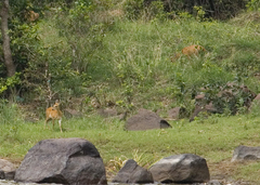 Tetracerus quadricornis