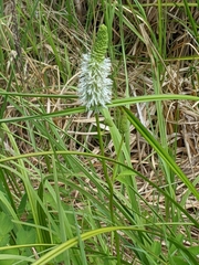 Sanguisorba