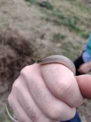 Ophiodes intermedius