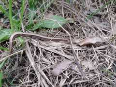Ophiodes intermedius