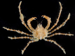 Chorilia longipes