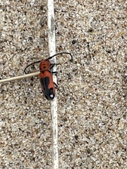 Tetraopes melanurus