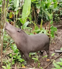 Tapirus