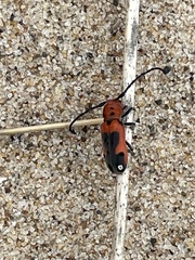 Tetraopes melanurus