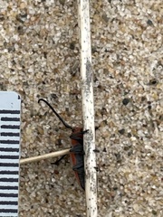 Tetraopes melanurus