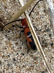 Tetraopes melanurus
