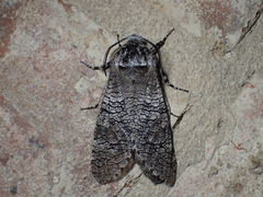 Prionoxystus macmurtrei