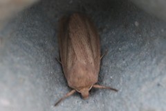 Mythimna pudorina