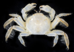 Fabia subquadrata