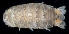 Cirolana harfordi