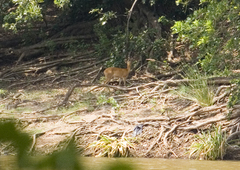 Tetracerus quadricornis