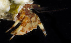 Discorsopagurus schmitti