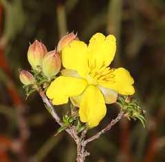 Hibbertia arcuata