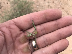 Pectocarya heterocarpa