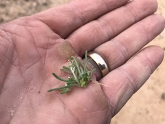 Pectocarya heterocarpa