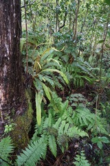 Elaphoglossum paleaceum