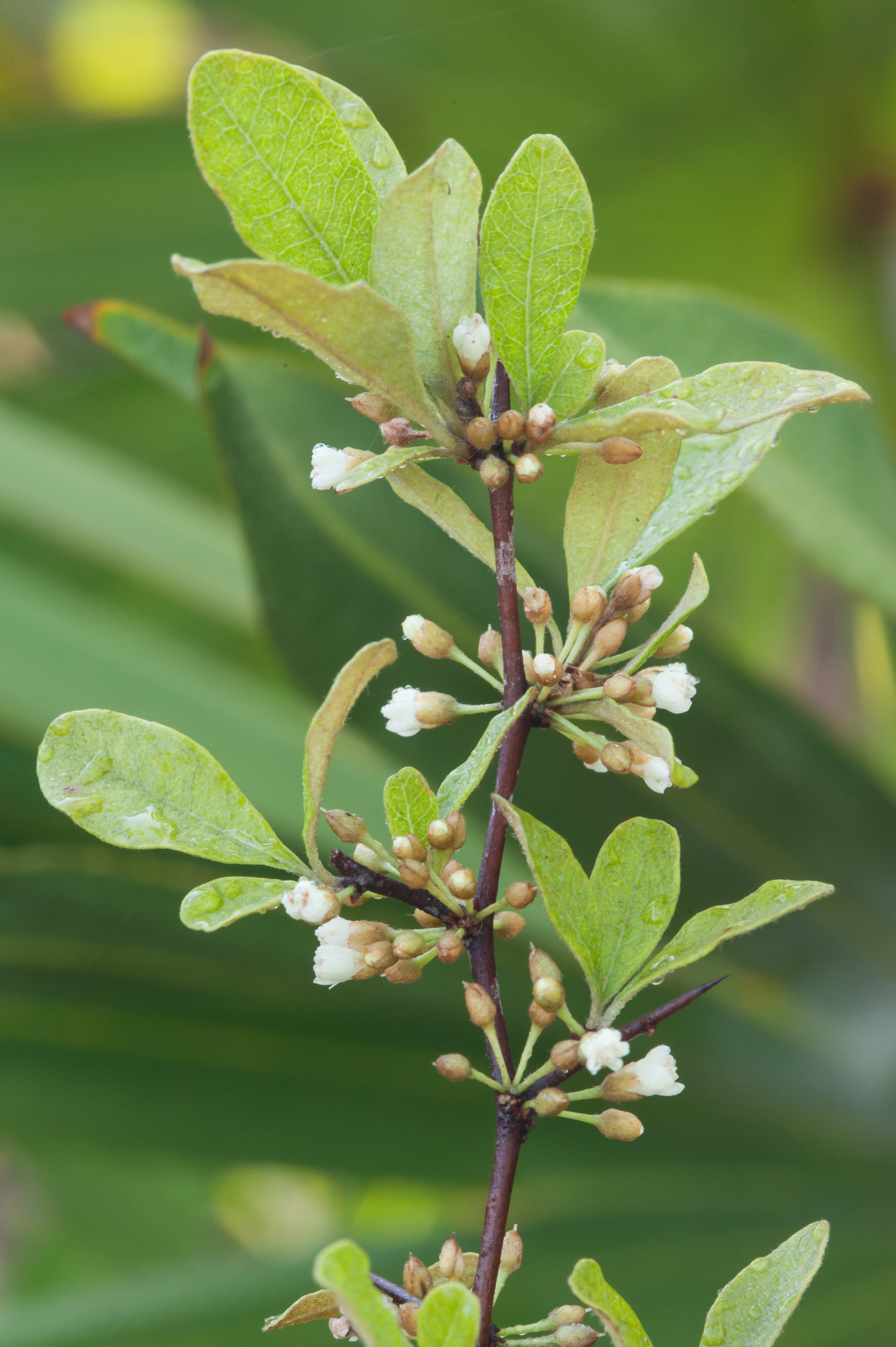 Sideroxylon reclinatum ssp. austrofloridense