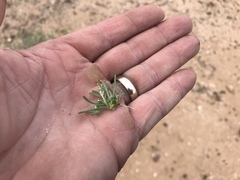 Pectocarya heterocarpa