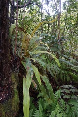 Elaphoglossum paleaceum