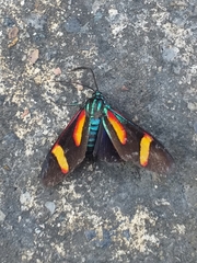 Cyanopepla submacula