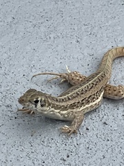 Leiocephalus raviceps