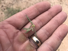 Pectocarya heterocarpa