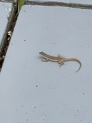 Leiocephalus raviceps