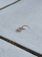 Leiocephalus raviceps