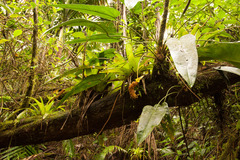 Anthurium dominicense