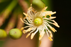 Marcgravia rectiflora